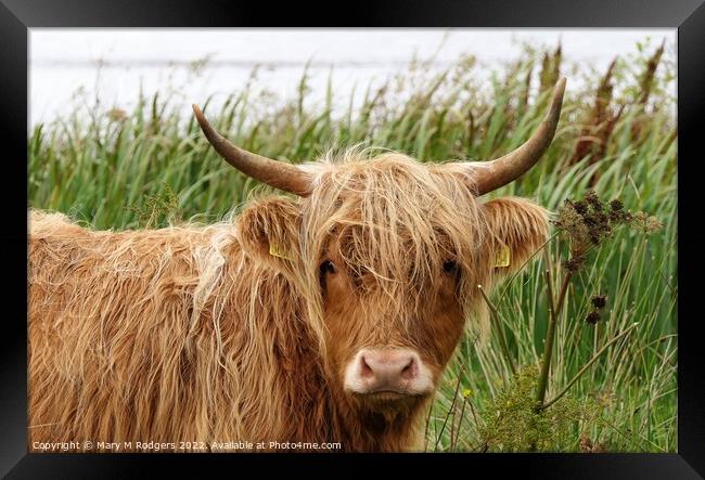 Highland Coo in the Rain Framed Print by Mary M Rodgers