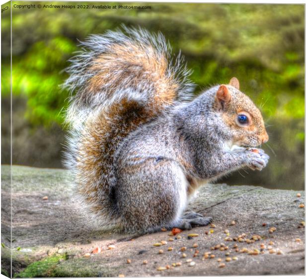 Squirrel in HDR feeding time. Canvas Print by Andrew Heaps