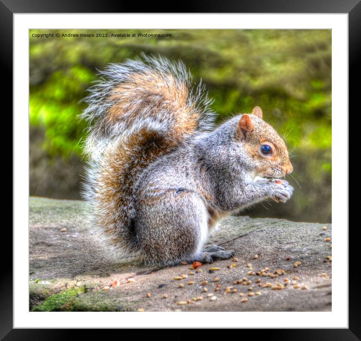 Squirrel in HDR feeding time. Framed Mounted Print by Andrew Heaps