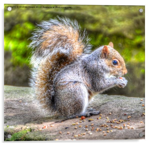 Squirrel in HDR feeding time. Acrylic by Andrew Heaps