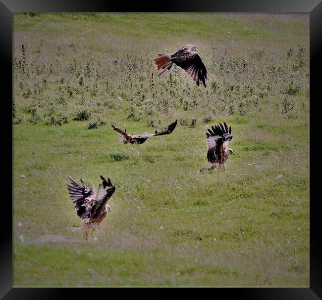 Red kites Framed Print by Alan Gray