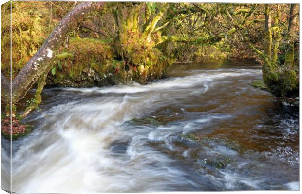 Woodland river Canvas Print by Michael Hopes