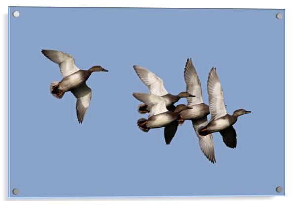 Flying Ducks Acrylic by Michael Hopes