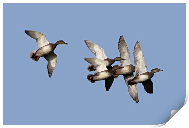 Flying Ducks Print by Michael Hopes
