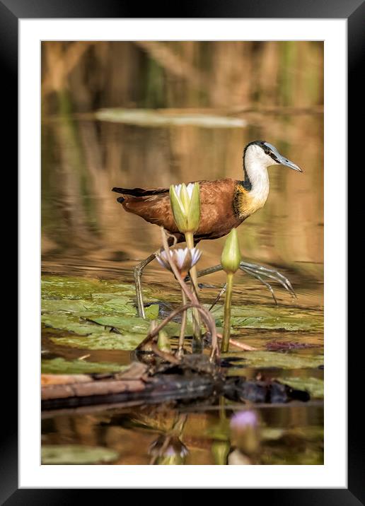 African Jacana Stepping Through Water Lilies Framed Mounted Print by Belinda Greb