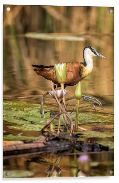 African Jacana Stepping Through Water Lilies Acrylic by Belinda Greb