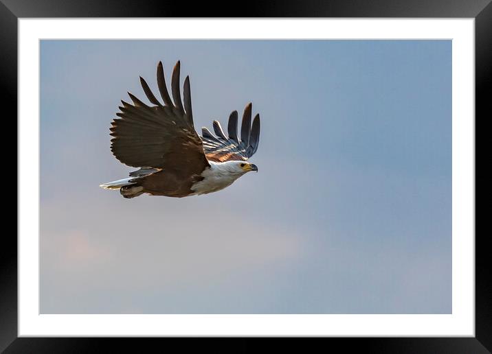 African Fish Eagle in Flight, No. 1 Framed Mounted Print by Belinda Greb