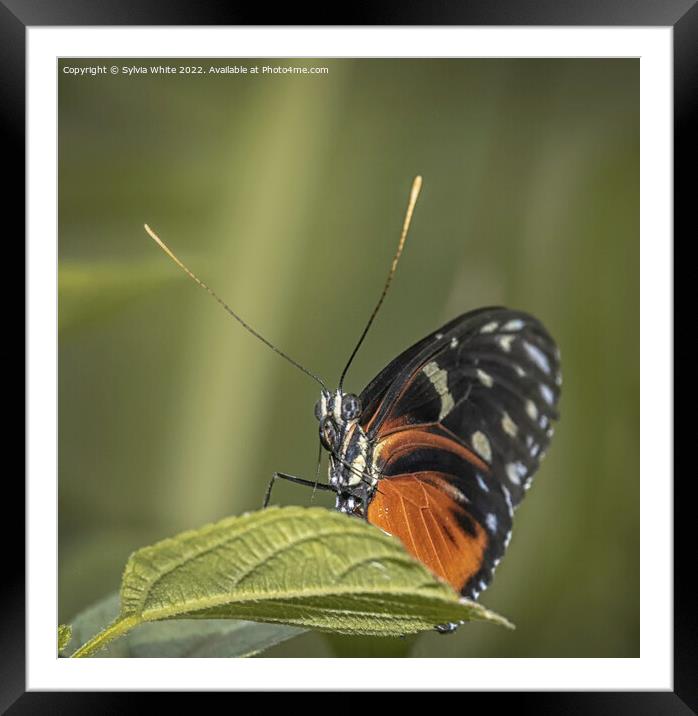 Just a Butterfly Framed Mounted Print by Sylvia White