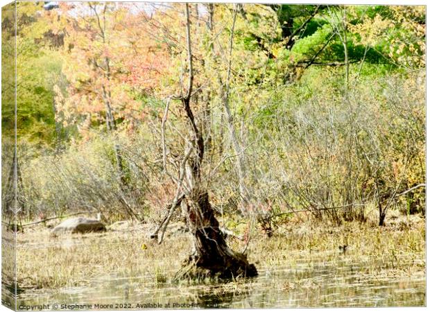 Dead tree in a swamp Canvas Print by Stephanie Moore