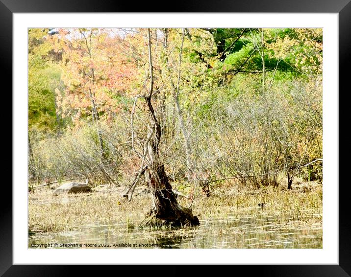 Dead tree in a swamp Framed Mounted Print by Stephanie Moore