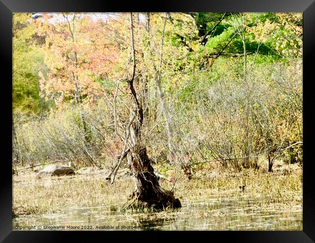 Dead tree in a swamp Framed Print by Stephanie Moore