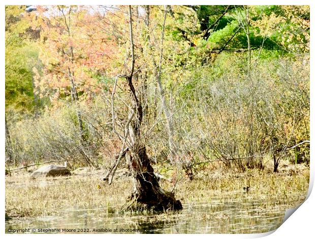 Dead tree in a swamp Print by Stephanie Moore
