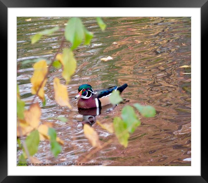 Pretty duck Framed Mounted Print by Stephanie Moore