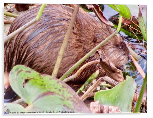 Muskrat Acrylic by Stephanie Moore