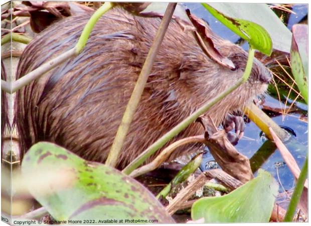 Muskrat Canvas Print by Stephanie Moore