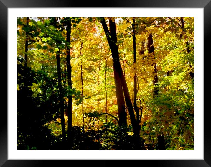 Fall trees Framed Mounted Print by Stephanie Moore