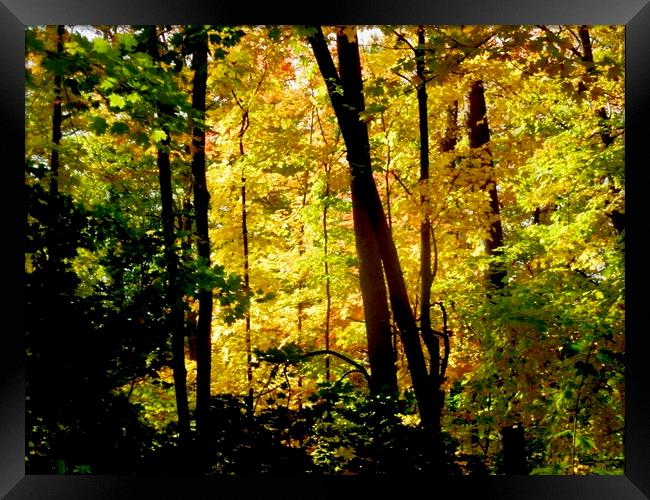 Fall trees Framed Print by Stephanie Moore