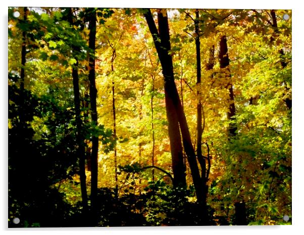 Fall trees Acrylic by Stephanie Moore