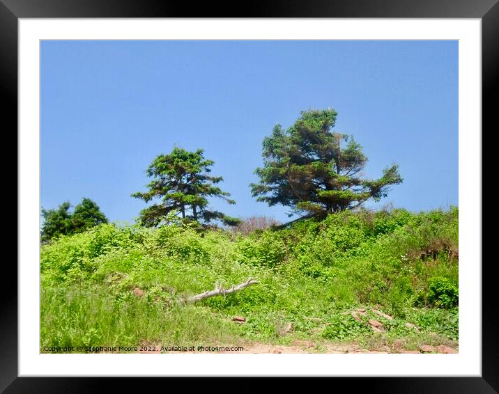 Trees on the cliff Framed Mounted Print by Stephanie Moore