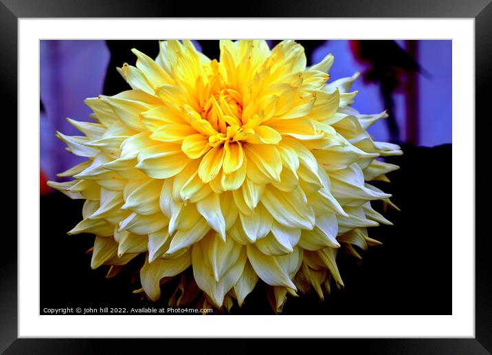 White Dahlia head in close up. Framed Mounted Print by john hill