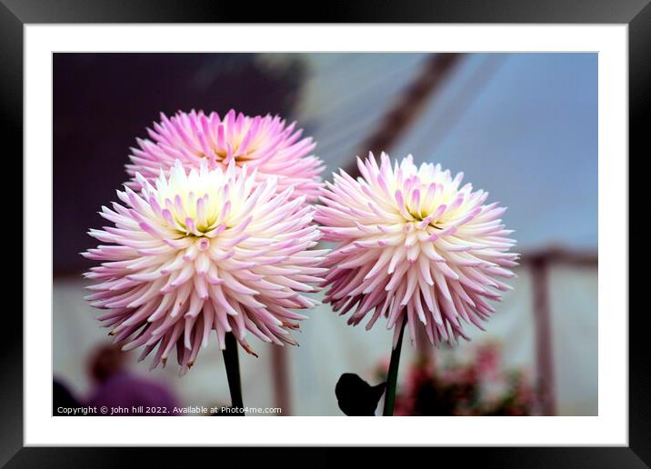 Three Dahlia flower heads Framed Mounted Print by john hill