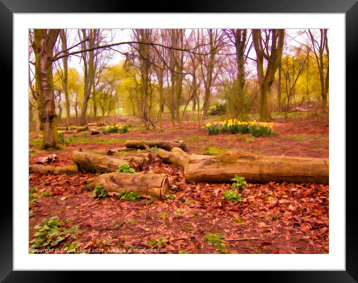 Daffodils in a woodland setting Framed Mounted Print by Travel and Pixels 