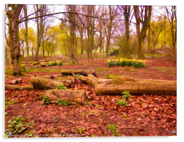 Daffodils in a woodland setting Acrylic by Stuart Chard