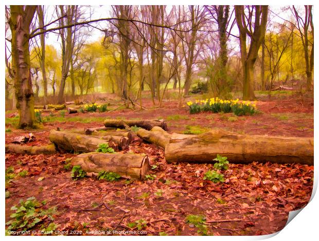 Daffodils in a woodland setting Print by Travel and Pixels 