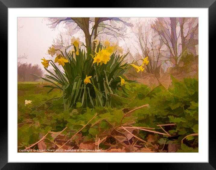 yellow daffodils in a woodland Framed Mounted Print by Travel and Pixels 