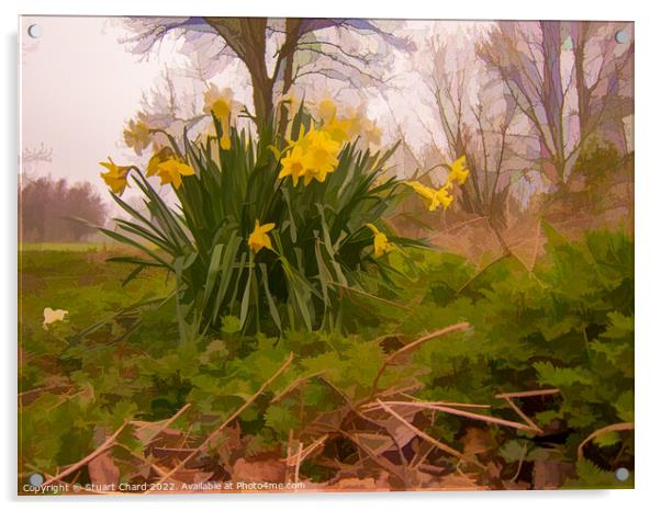 yellow daffodils in a woodland Acrylic by Travel and Pixels 