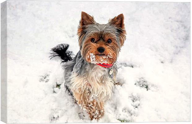 Snowy Serenade Canvas Print by Roger Mechan