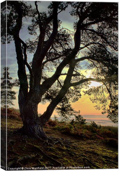 King Of The Hill Canvas Print by Chris Manfield
