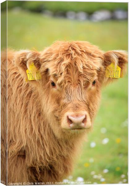 Highland Cow calf Scotland Canvas Print by Chris Warren