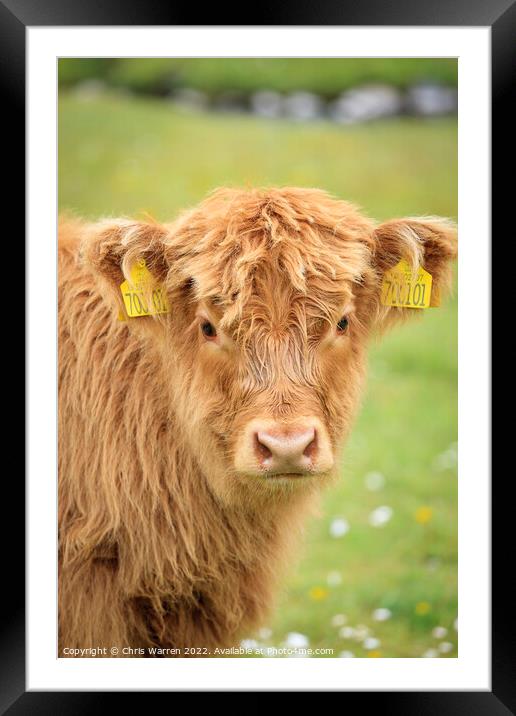 Highland Cow calf Scotland Framed Mounted Print by Chris Warren
