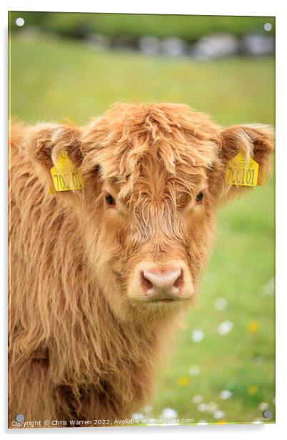 Highland Cow calf Scotland Acrylic by Chris Warren