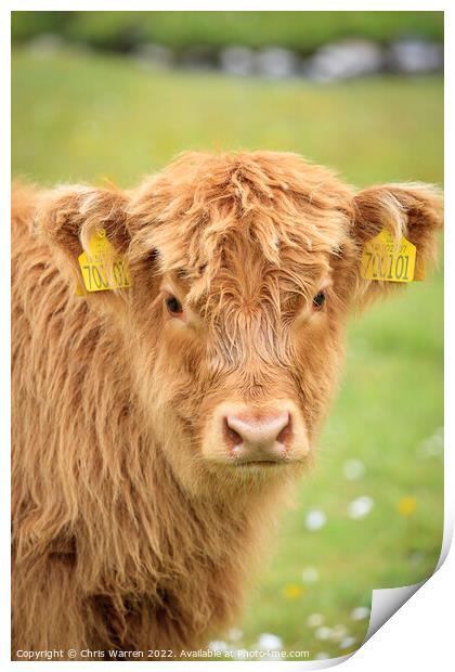 Highland Cow calf Scotland Print by Chris Warren