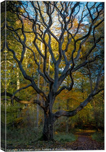 Sunlit Path through Ancient Walnut Woods Canvas Print by Mike Byers