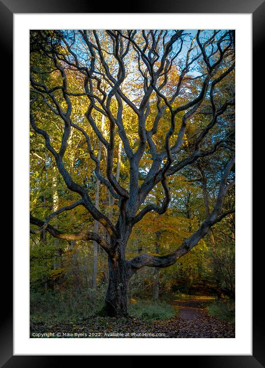 Sunlit Path through Ancient Walnut Woods Framed Mounted Print by Mike Byers