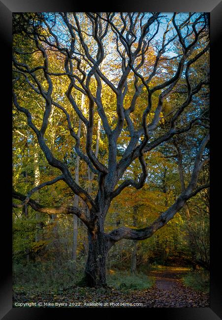 Sunlit Path through Ancient Walnut Woods Framed Print by Mike Byers