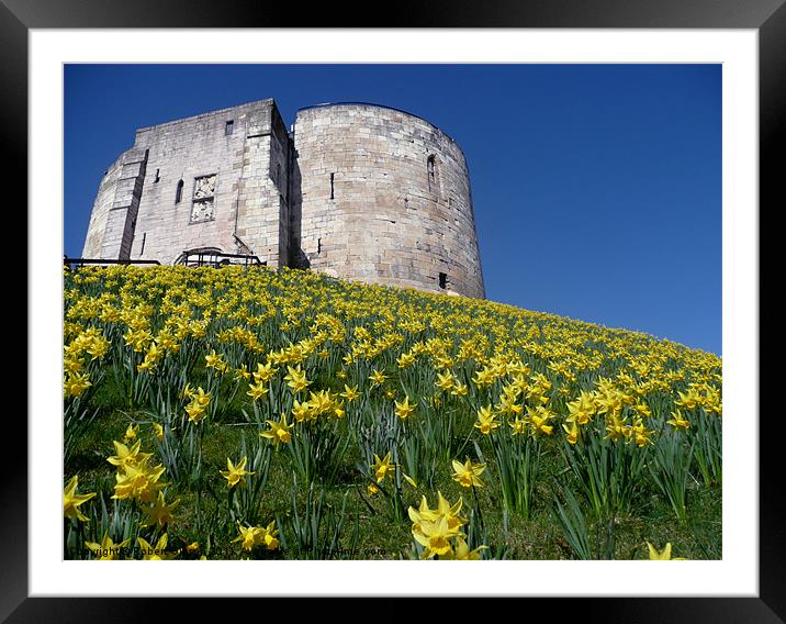 Clifford's Tower York with the daffodils. Framed Mounted Print by Robert Gipson