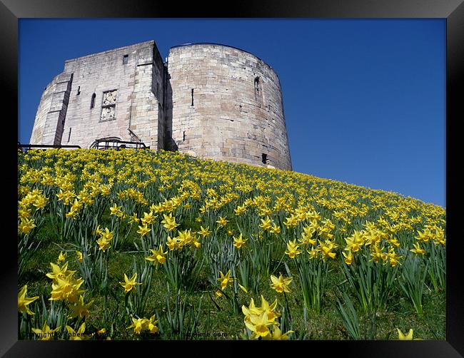 Clifford's Tower York with the daffodils. Framed Print by Robert Gipson