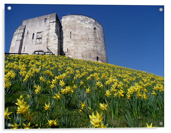 Clifford's Tower York with the daffodils. Acrylic by Robert Gipson