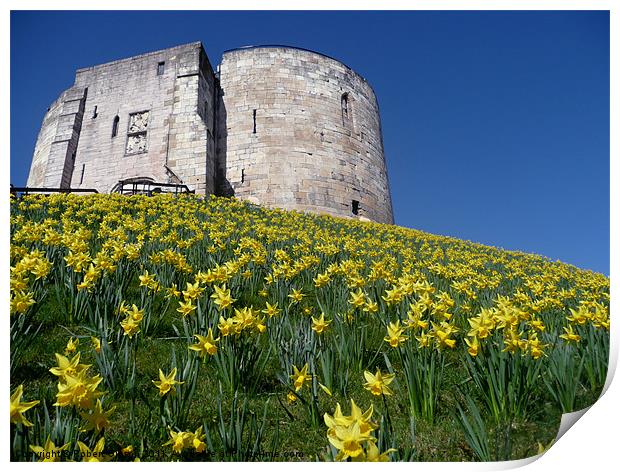 Clifford's Tower York with the daffodils. Print by Robert Gipson