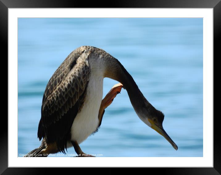 Majestic Cormorant Framed Mounted Print by Les Schofield