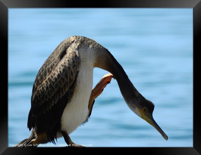 Majestic Cormorant Framed Print by Les Schofield