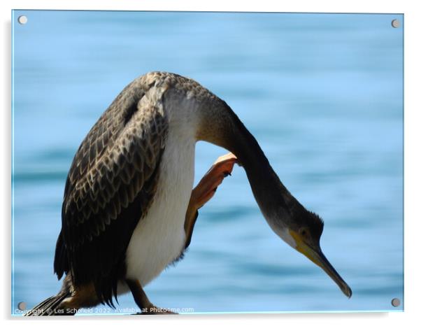 Majestic Cormorant Acrylic by Les Schofield