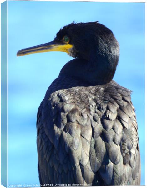 Majestic Cormorant Resting by the Seashore Canvas Print by Les Schofield