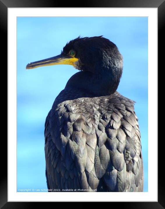 Majestic Cormorant Resting by the Seashore Framed Mounted Print by Les Schofield