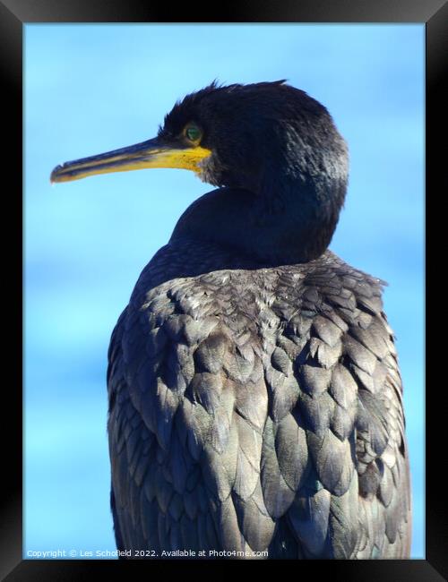 Majestic Cormorant Resting by the Seashore Framed Print by Les Schofield