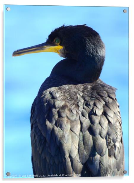 Majestic Cormorant Resting by the Seashore Acrylic by Les Schofield